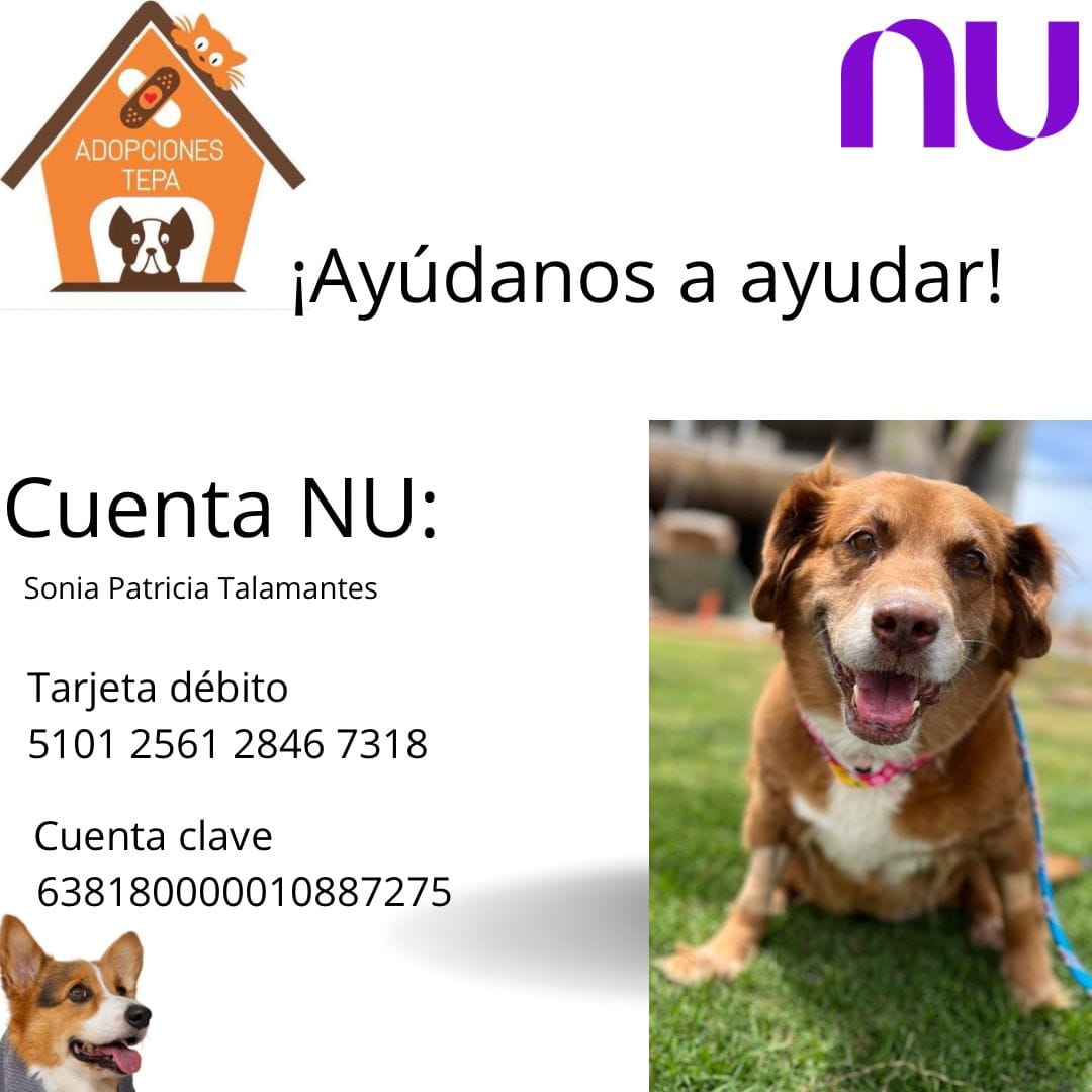 Cuenta bancaria para donar a Adopciones Tepa