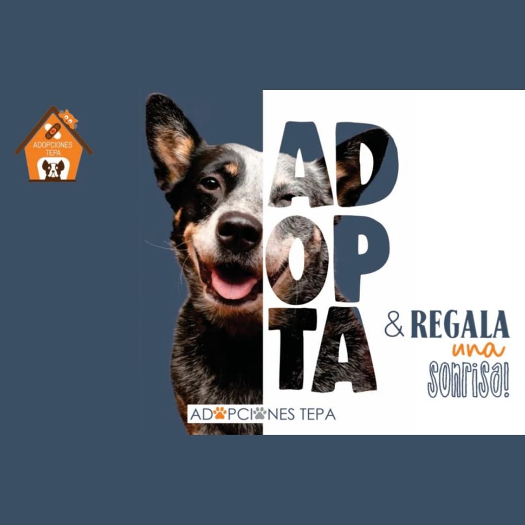 Adopciones Tepa | Rescate Animal y Promoción de Adopciones